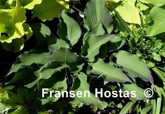 Hosta Aquamarine-photo-made-by-Grajek-17.jpg