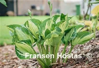 Hosta Colored Hulk-photo-made-by-Bo-Brankaert-16.jpg