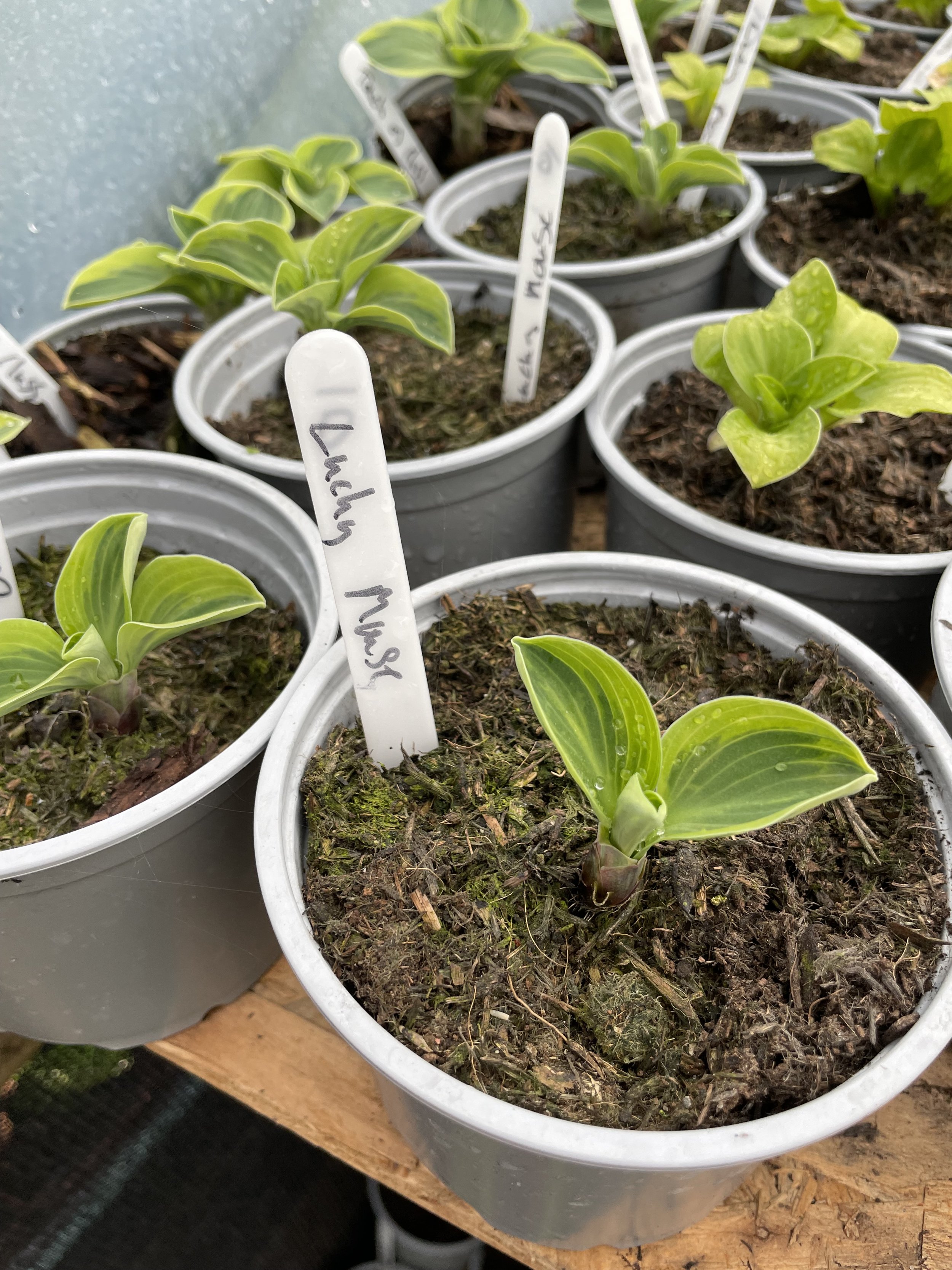Hosta 'Lucky Mouse'
