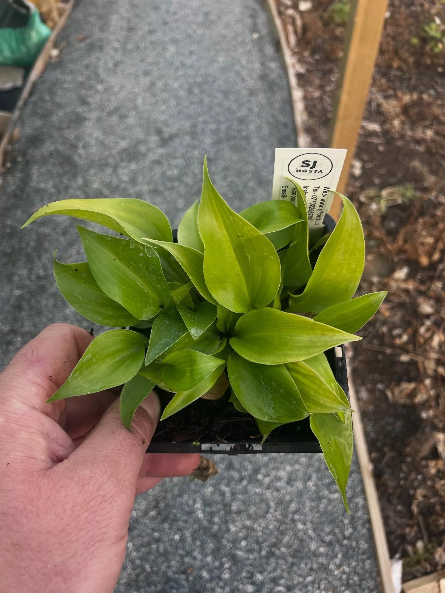 Hosta &lsquo;Appletini&rsquo;, one of the first hostas up this year and still holding that lovely colour.