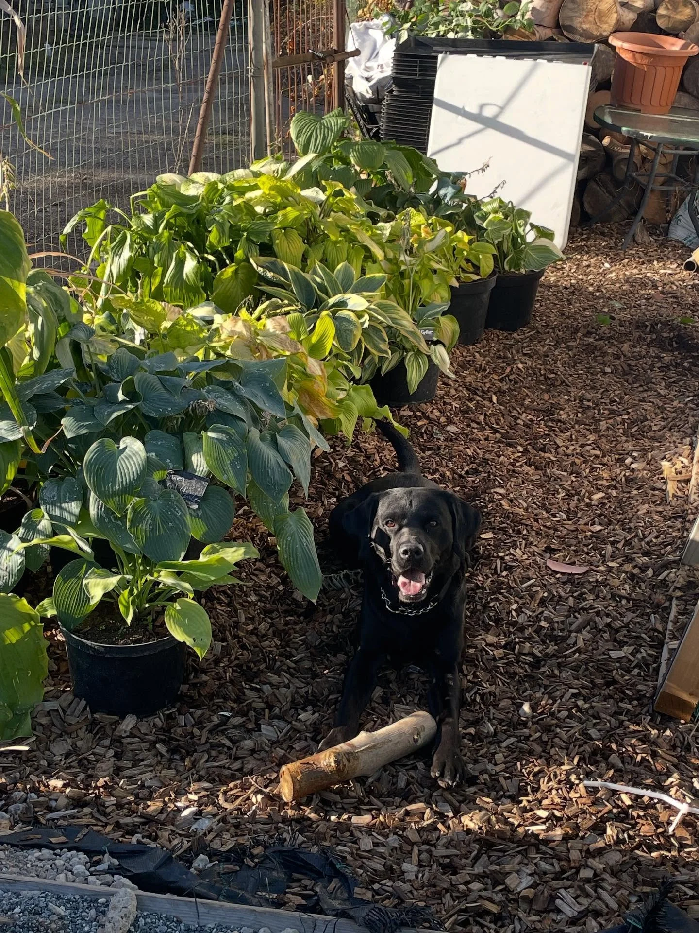 Golden hour hosta checking. Jasper loves his trips to the nursery.