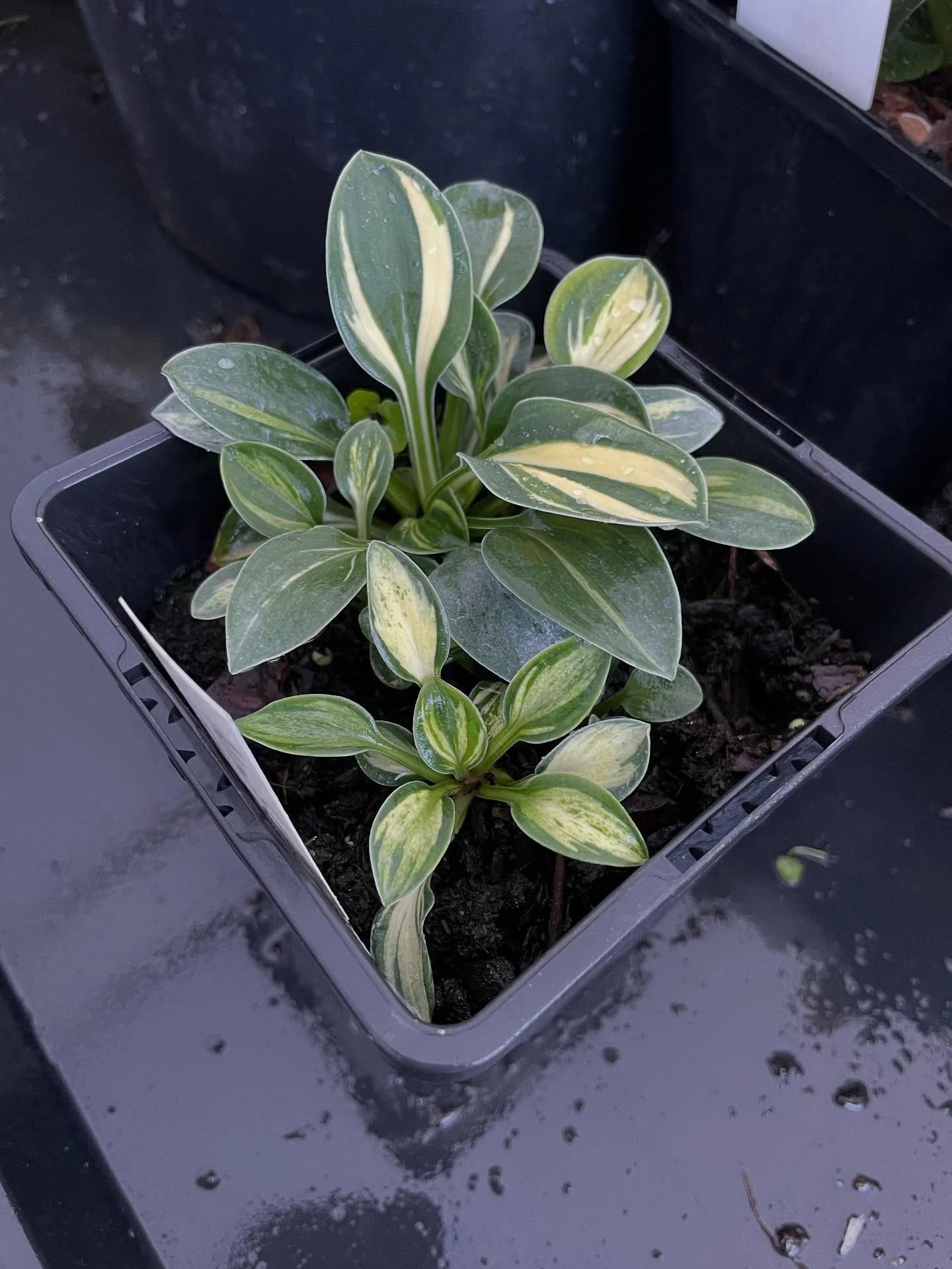 Hosta &lsquo;Mouse Trap&rsquo; looking great this morning. One of my favourite mice.