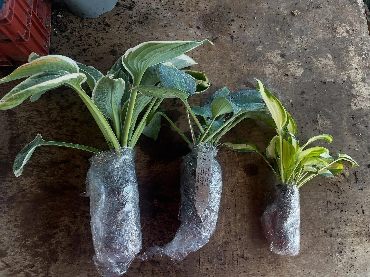 Prepping some nice plants to go out tomorrow. Still not too late to put in an order for the year. We&rsquo;ve added a few new varieties to the website as well.