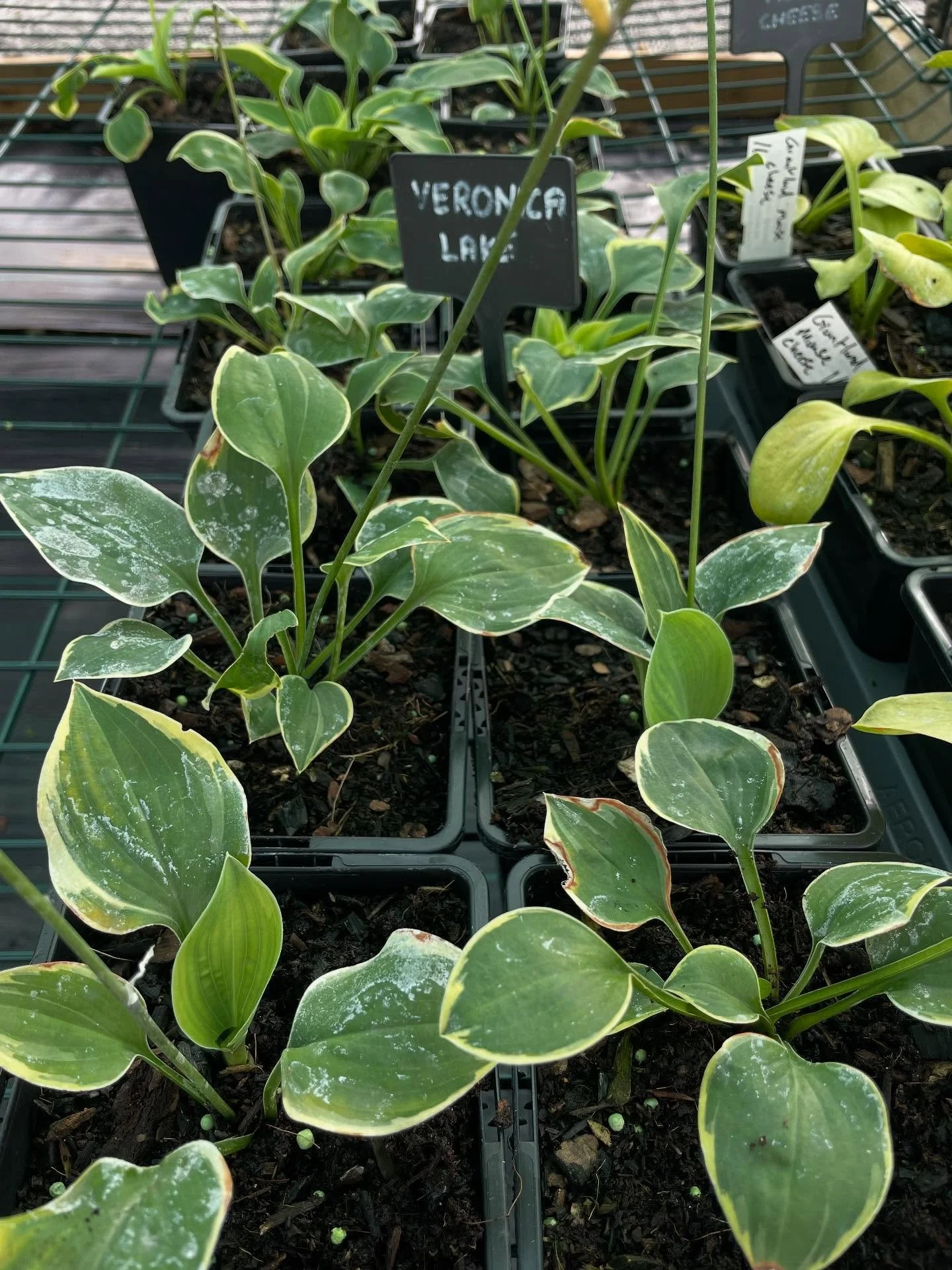 Two new varieties I need to get put onto the website. Split late this summer and filling the pots with roots nicely. Hosta &lsquo;Gum Drop&rsquo; and Hosta &lsquo;Veronica Lake&rsquo;.