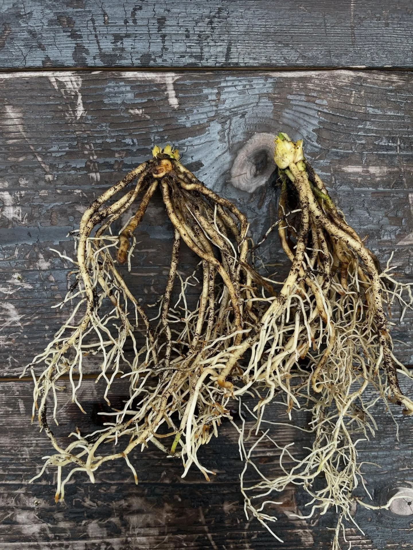Hosta Giantland Mouse Cheese going to a special customer today. These will join a National collection up @holehirdgardens