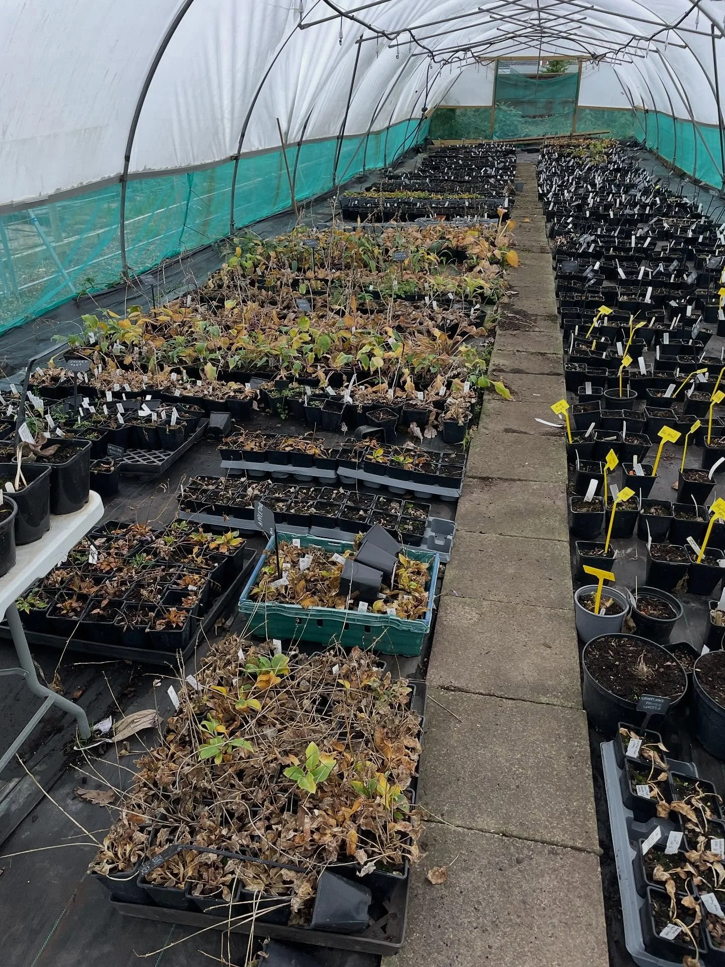 Winter clean up continues. But the anticipation of what&rsquo;s to come next year drives us on. Hundreds more varieties and lots of exciting shows lined up. We will publish a list shortly of where you can see us.