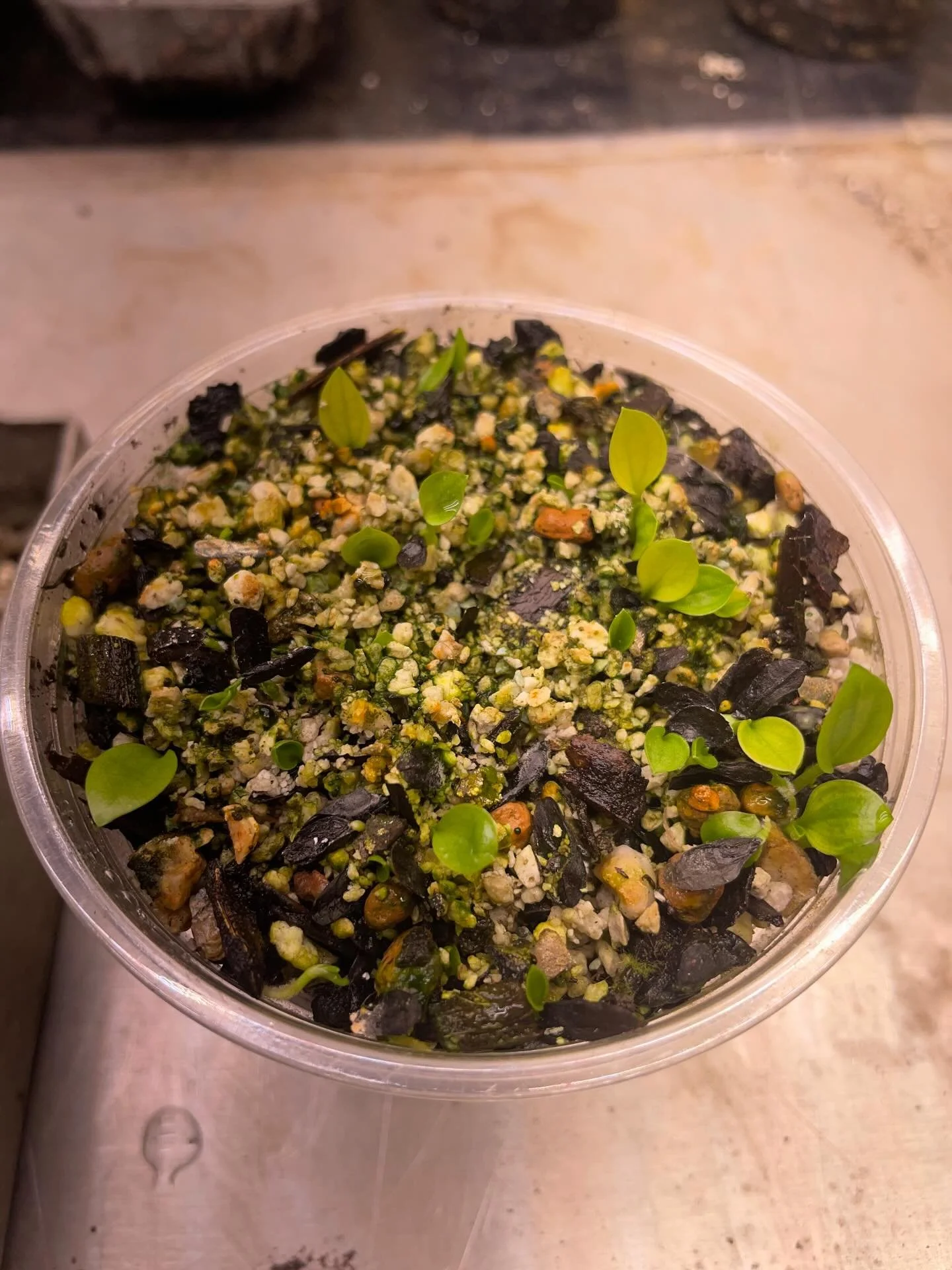 Keeping that growing going over the winter months with a little seed growing experiment. These are from Hosta &lsquo;Breeders Love&rsquo; open polinated. so should produce a mixture of streaked seedlings. Only time will tell.