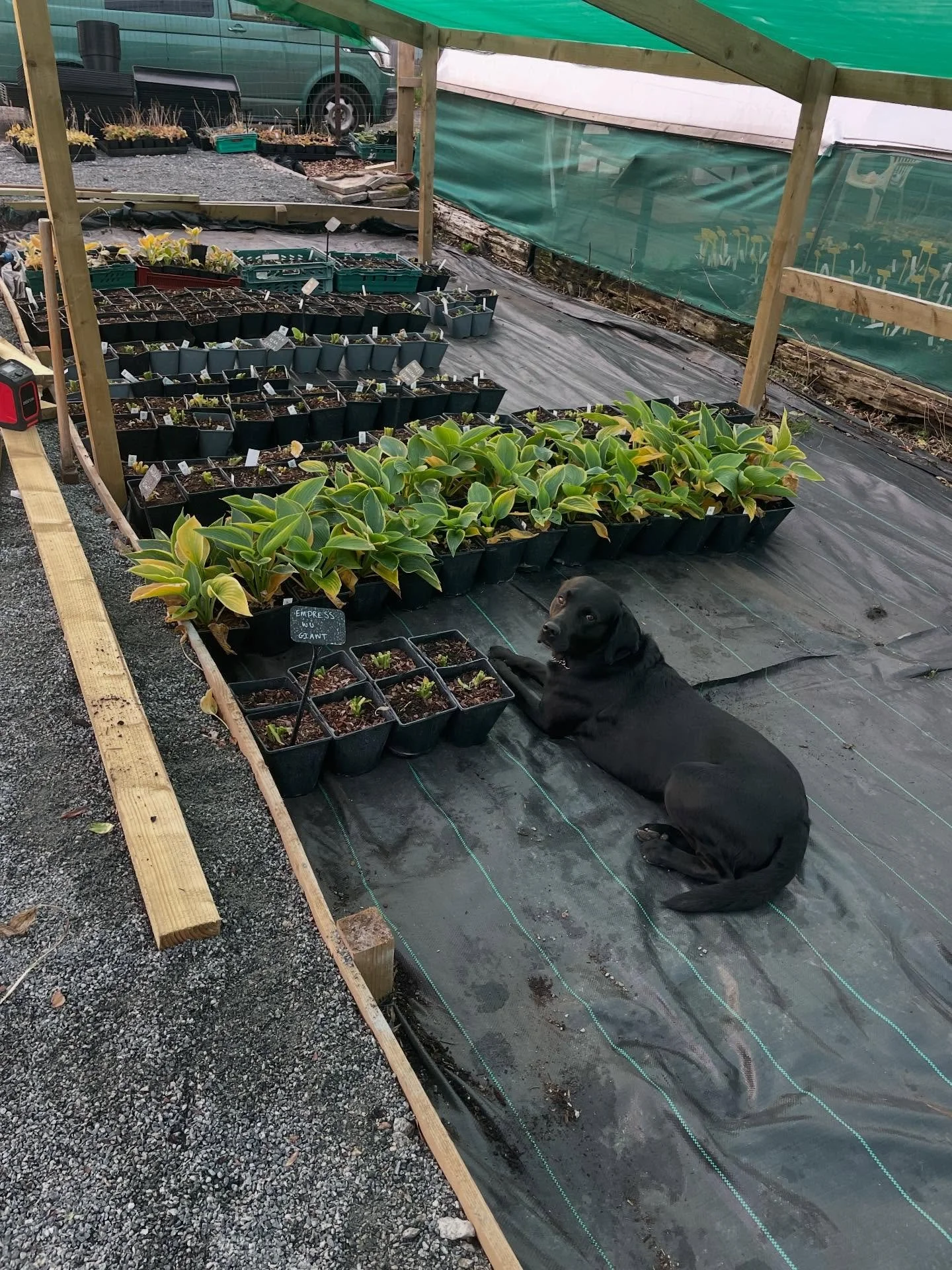 Jasper on quality control telling me I&rsquo;m not getting those lines straight enough. He runs a tight ship.