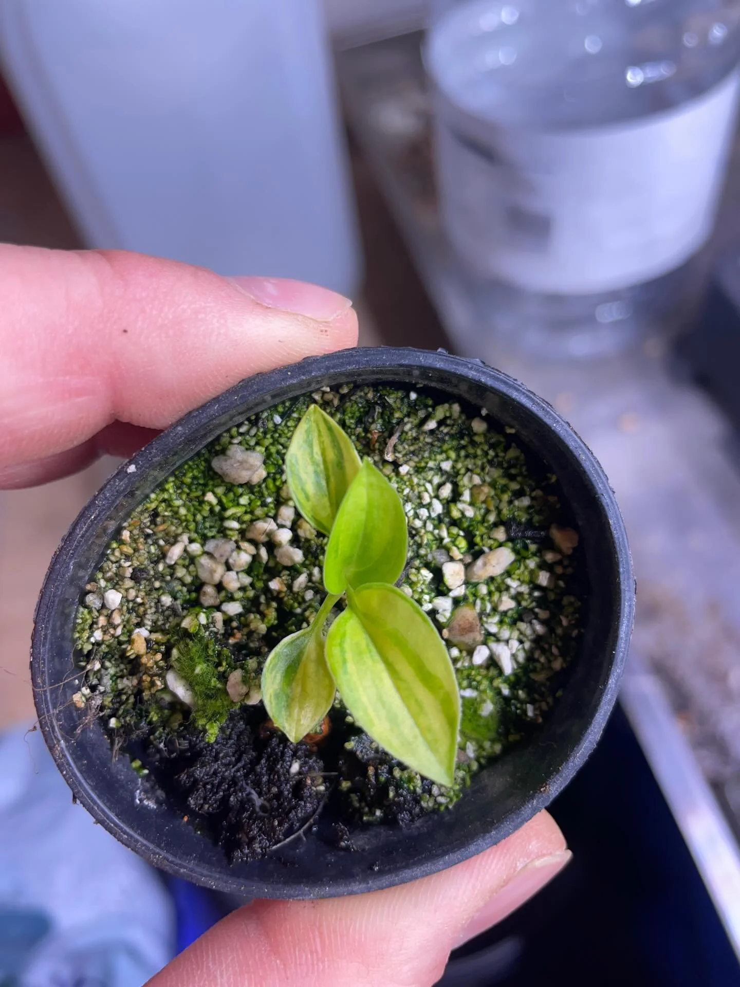 A few exciting seedlings 🌱 over at SJHosta. Is there anything more rewarding than growing from seed? It&rsquo;s certainly getting us excited for springtime.