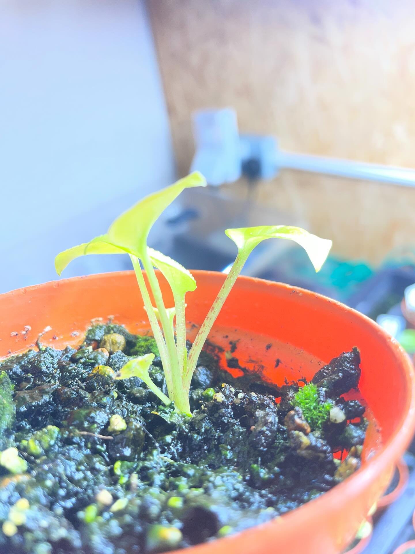 A few seedlings growing well. I also germinated a Ensete Ventricosum [Last pic]. Something different but will be very interesting I&rsquo;m sure.