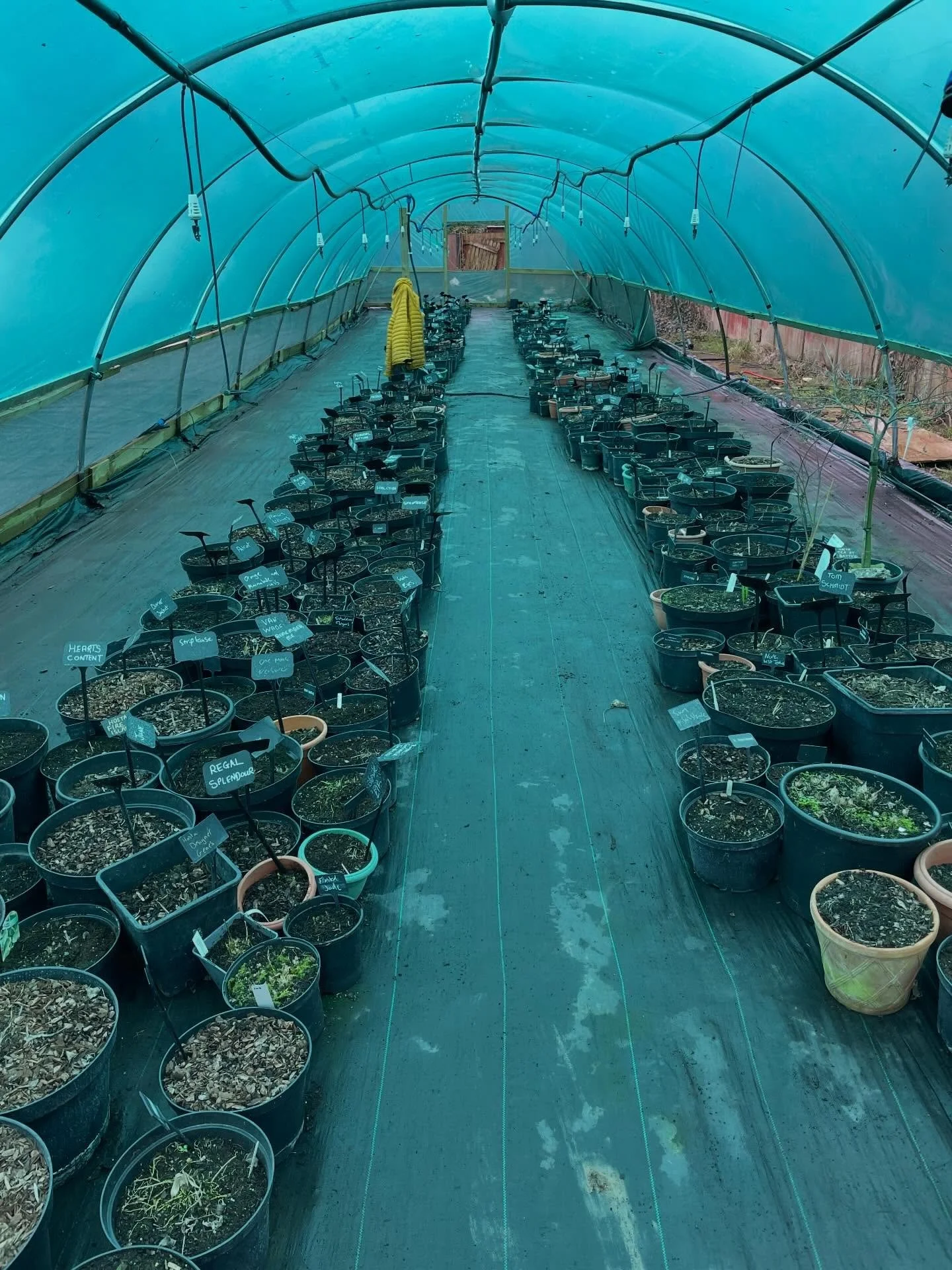 Tidy show tunnel and stocked up on our new Peat free compost.