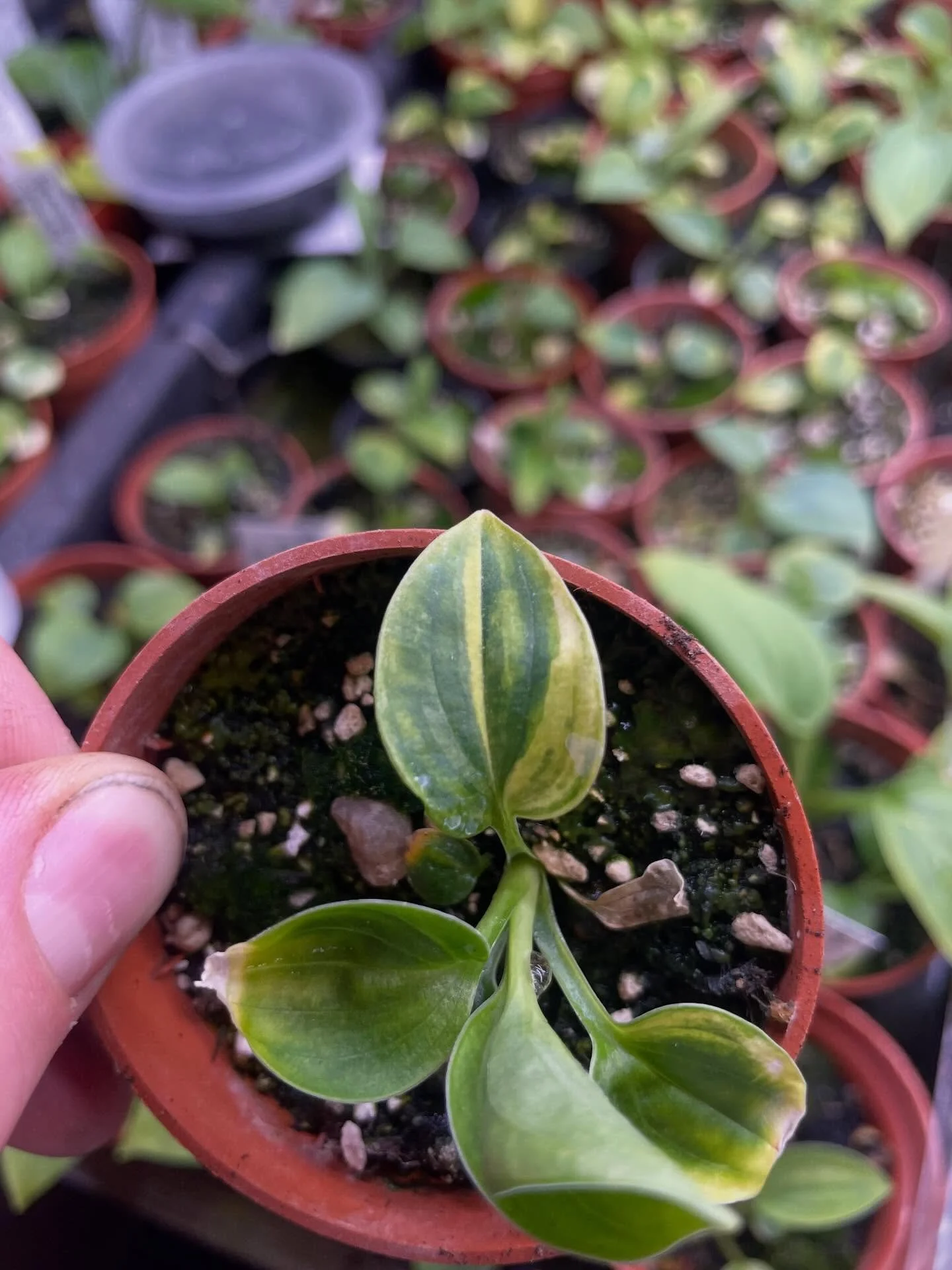 The baby&rsquo;s are growing up. My first time growing from seed and it has certainly been exciting. Something for you guys to have a go at one day.