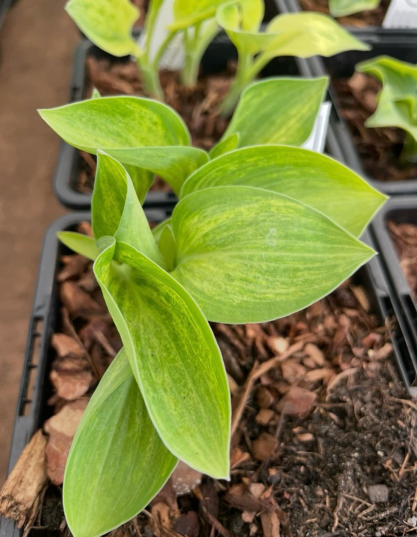Ohhh look at this lovely variety. Hosta &lsquo;Bashful&rsquo;.
