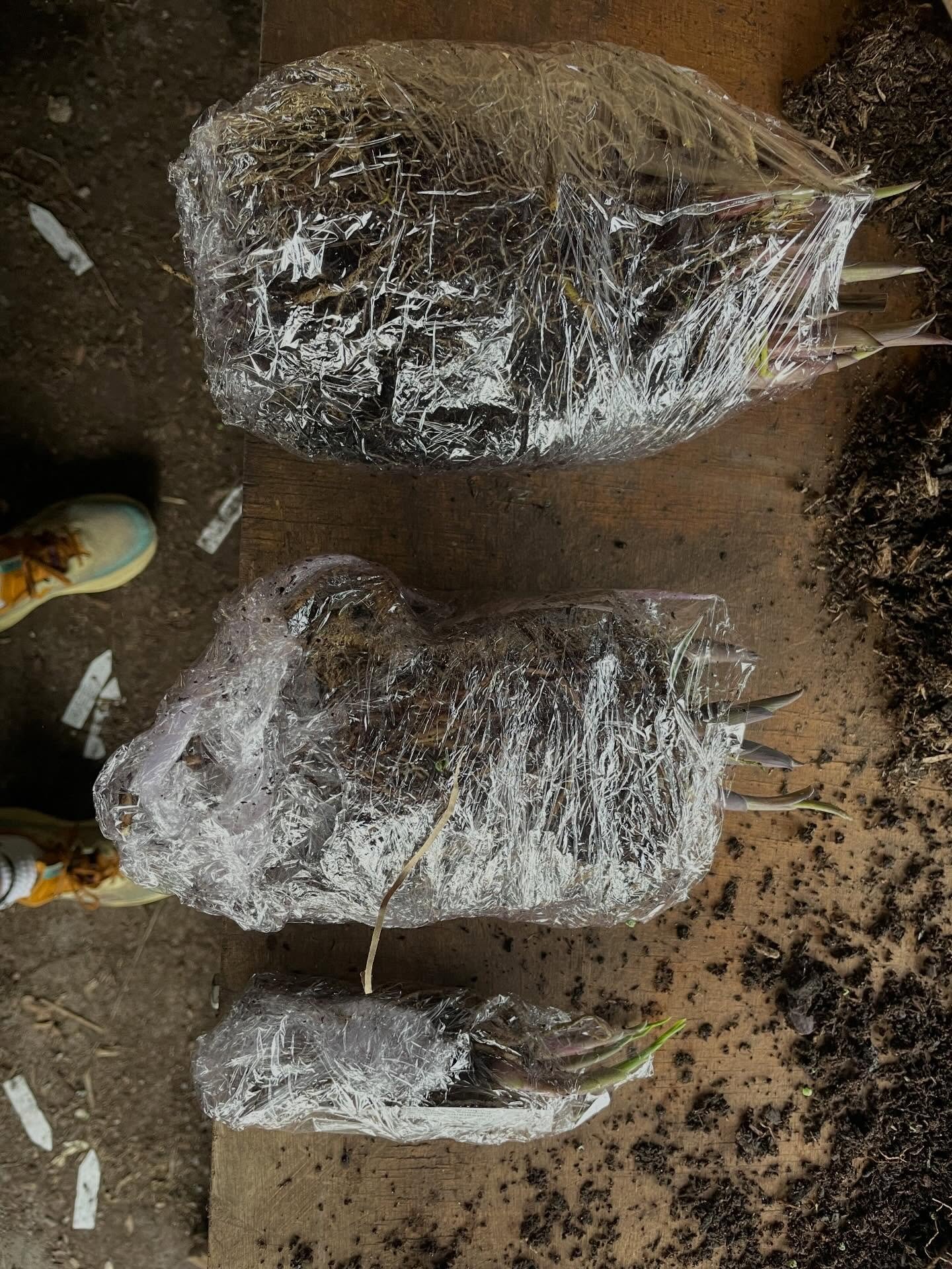 Look at the size of these plants heading out this morning.