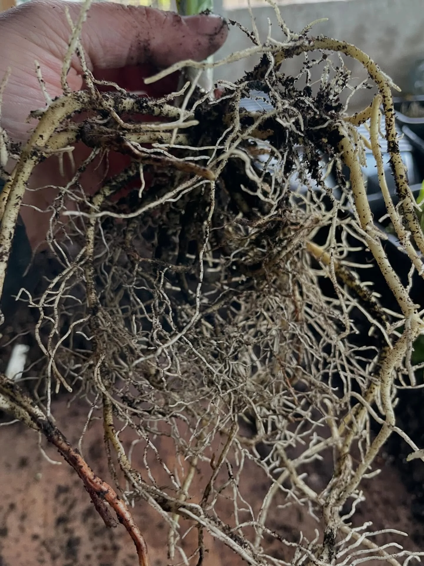 Some people worry about growing fully Peat Free. This hostas roots are here to tell you there&rsquo;s no need to worry, it can be done!!