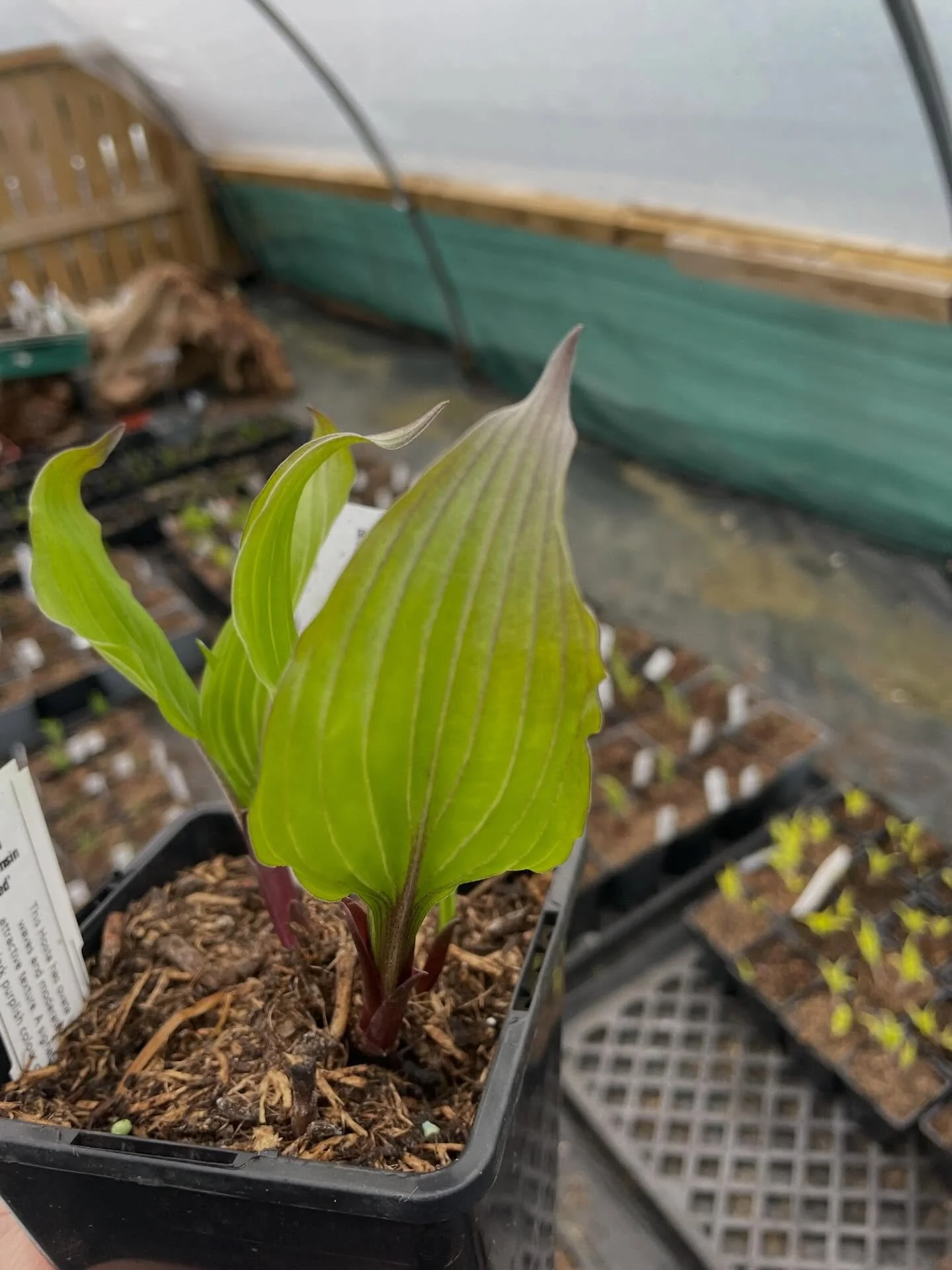 One for the red leafed hosta lovers. Hosta &lsquo;Wisconsin Red&rsquo;. Beautiful colour through the petioles and leaves.