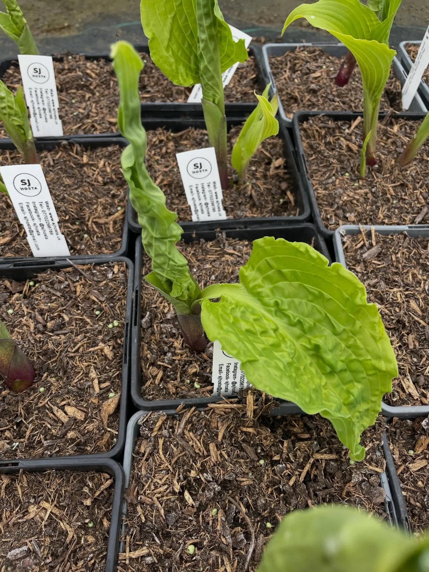 Funky looking hosta. Loving the corrugation on this Hosta &lsquo;Annabel Lee&rsquo;.