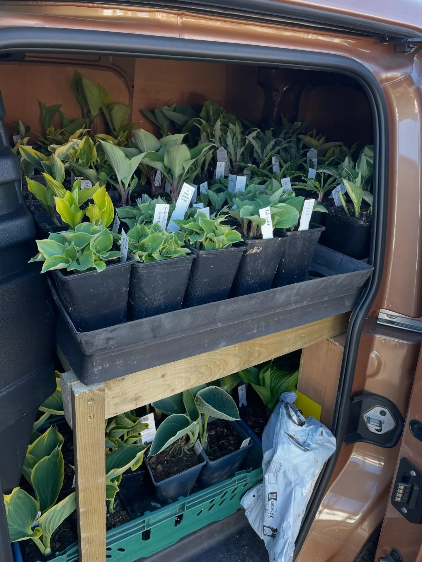 Come and see us at Plant Hunters fairs tomorrow at Middleton Hall. Van packed full of goodies.