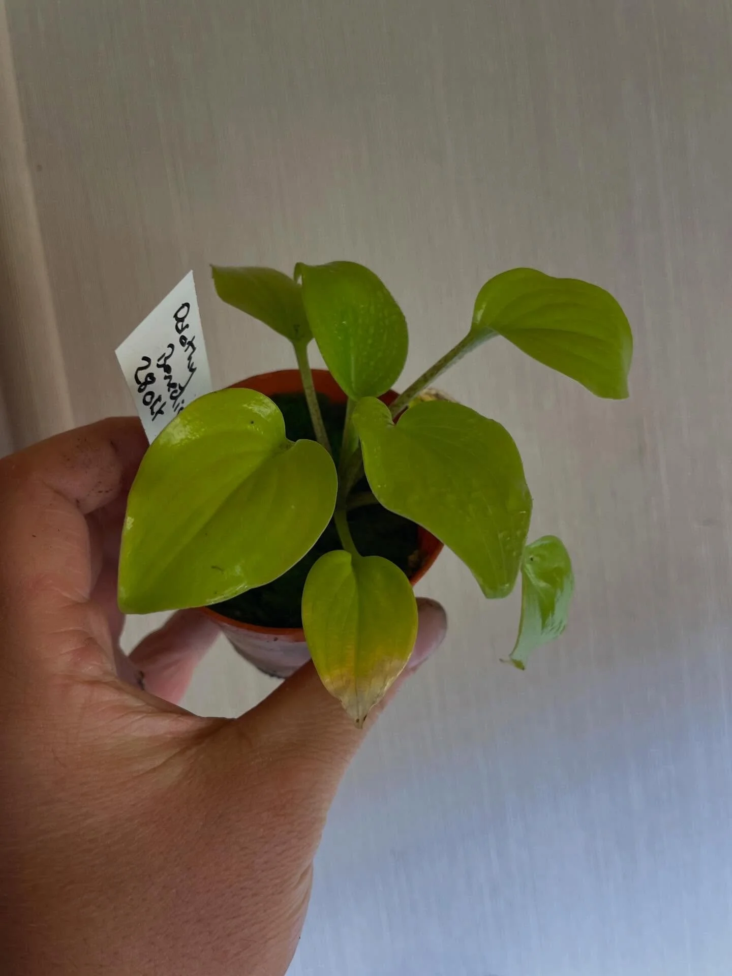 A few seedlings from winter growing.