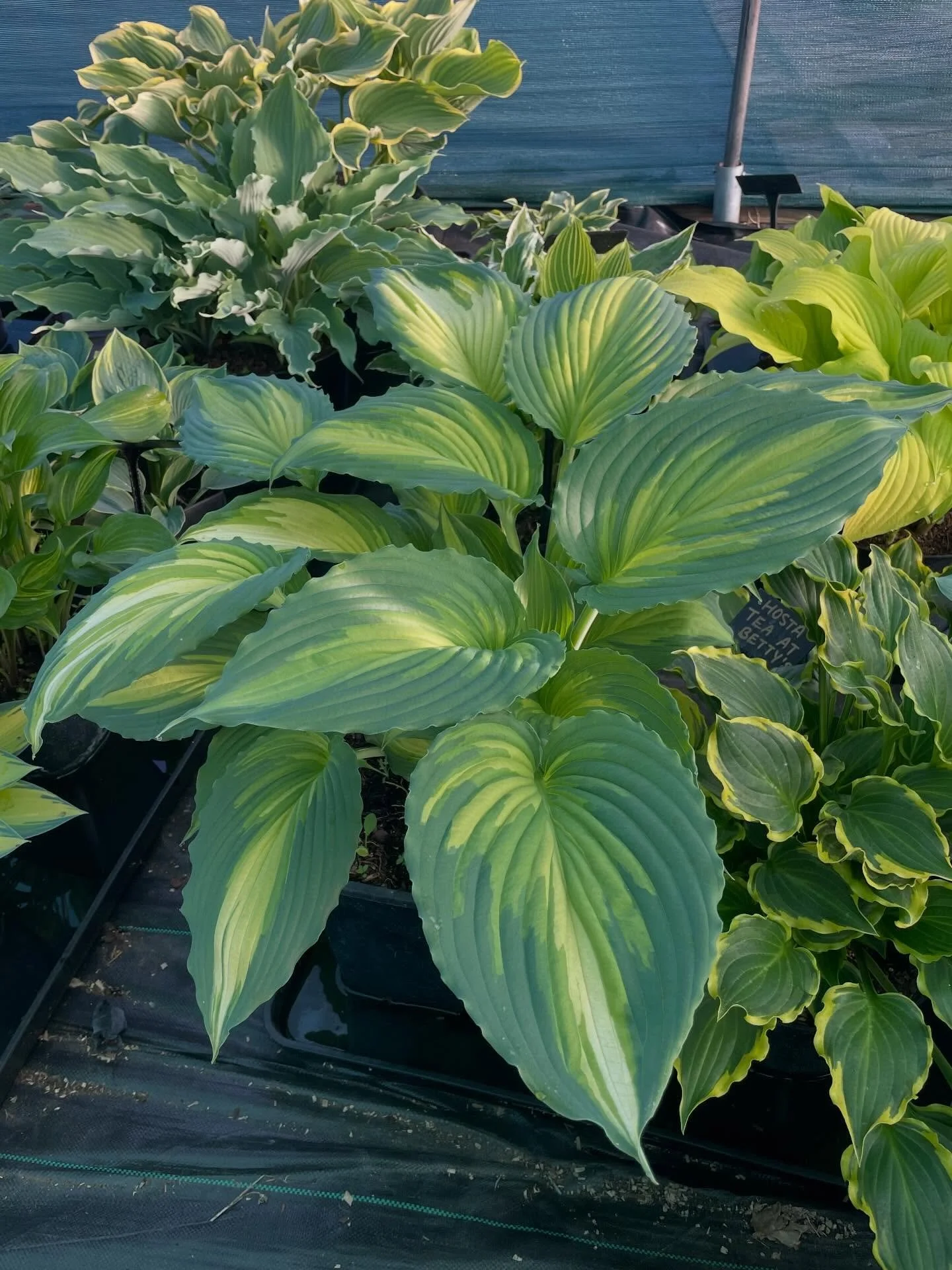 More prep for Harrogate. Look at that lovely foliage