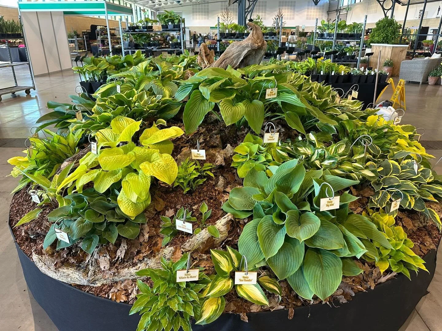 Sneak peak at our Harrogate Flower Show display. Hope to see some of you there. Come and say hello.