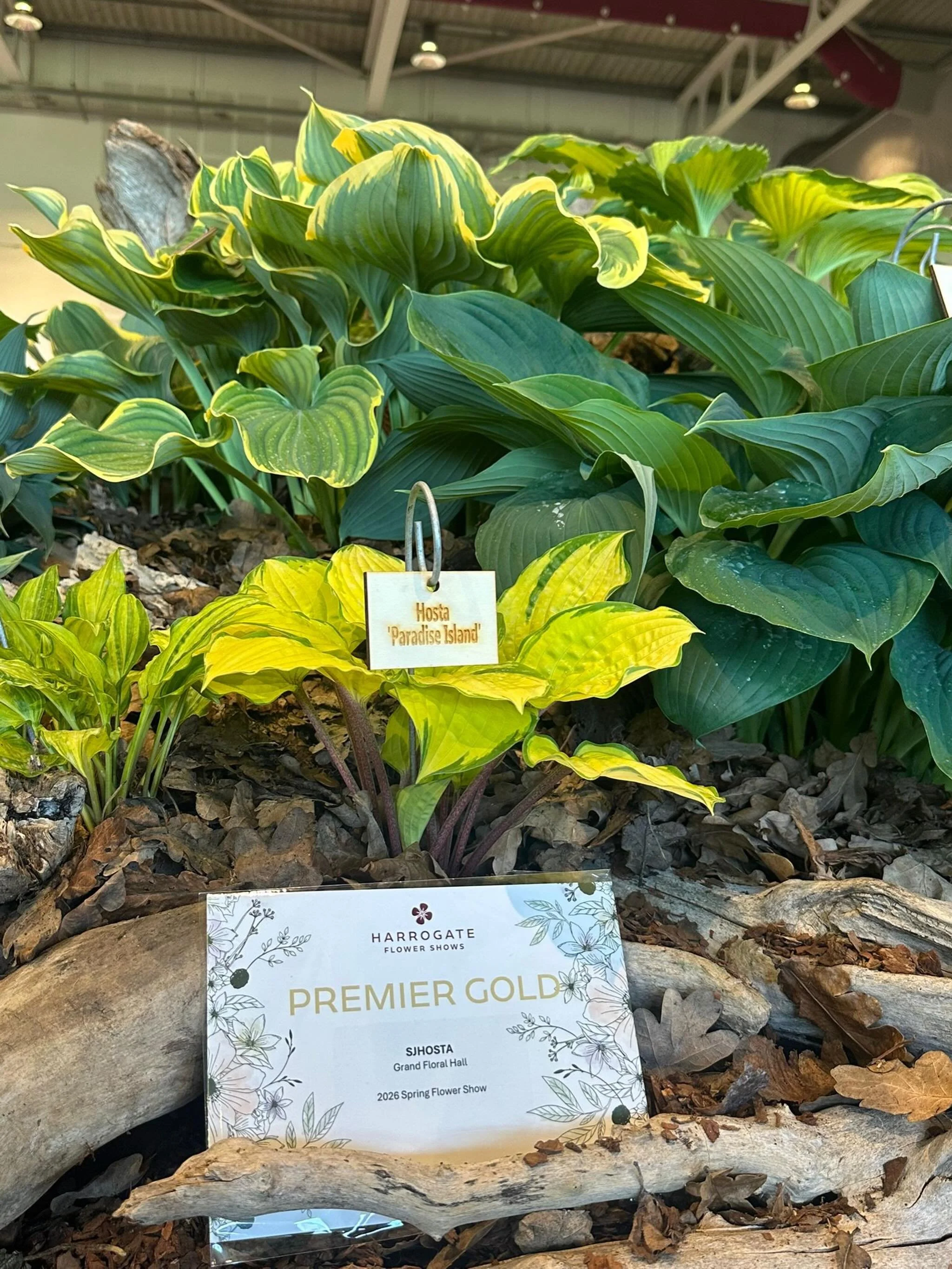 Who&rsquo;s ready for day 2🌱🌱🌱 come down and see the Premier Gold winning display.🏅🏅 I can&rsquo;t promise you won&rsquo;t be tempted to grab some lovely plants to fill those shady spots.