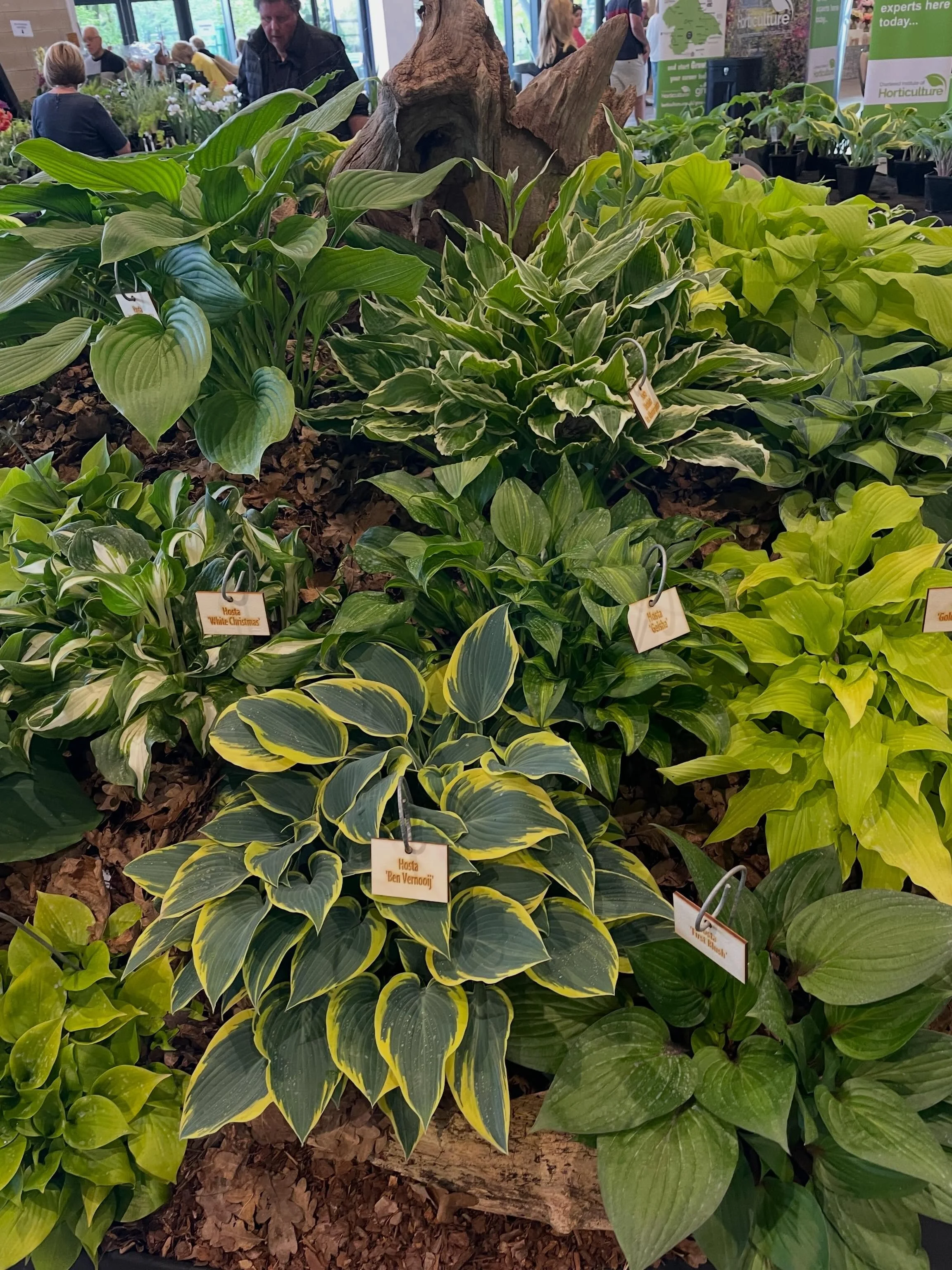 Well that&rsquo;s a wrap. All unloaded and time to chill. What a fabulous show and how lovely to meet sooooo many hosta fanatics. @harrogateflowershow