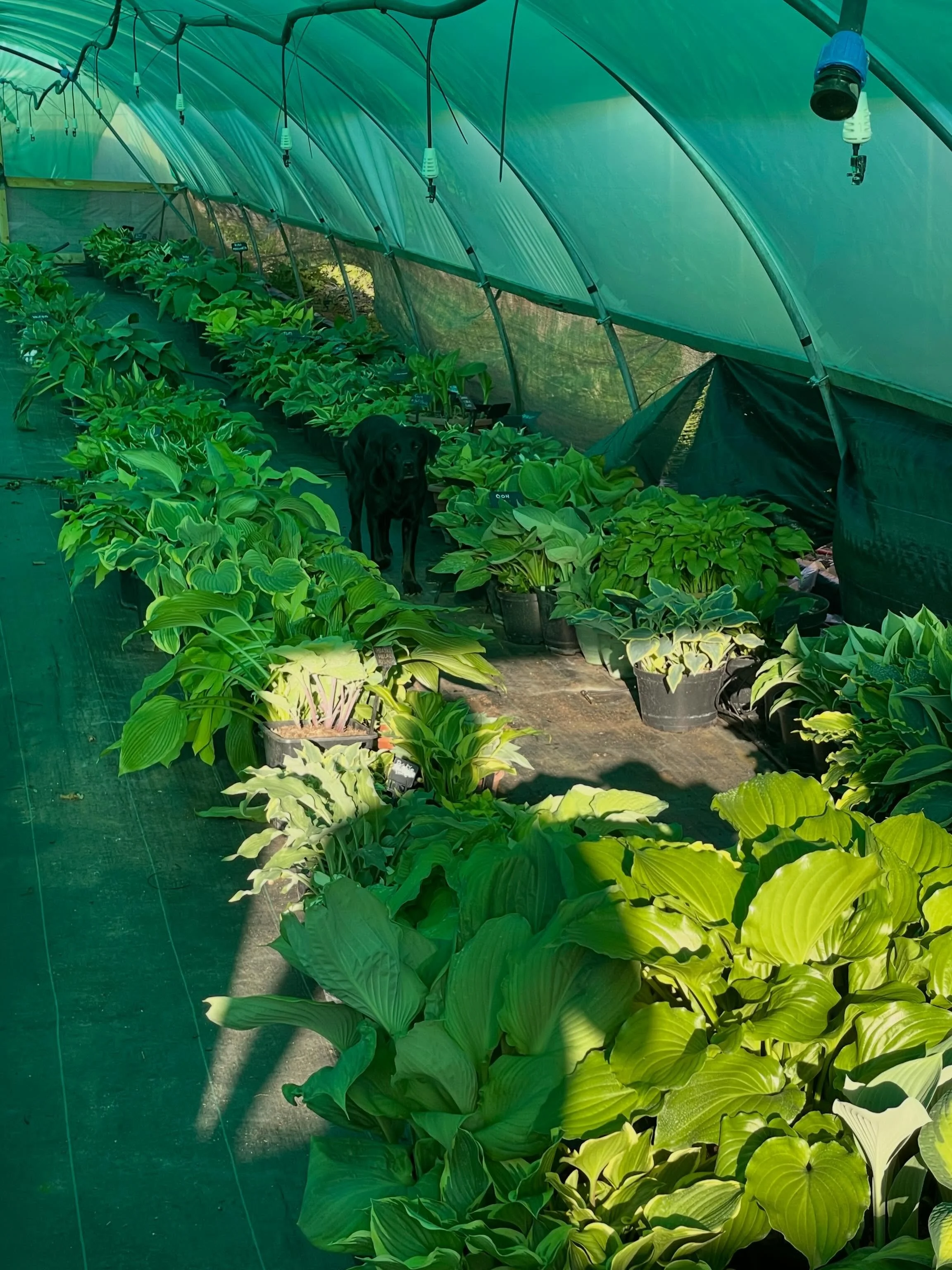 Jasper says &ldquo;I&rsquo;m sure my daddy said to not go in the show tunnel but I think it&rsquo;s very important that I go on paw patrol and see how the hostas are getting on&rdquo;&hellip; 🐾