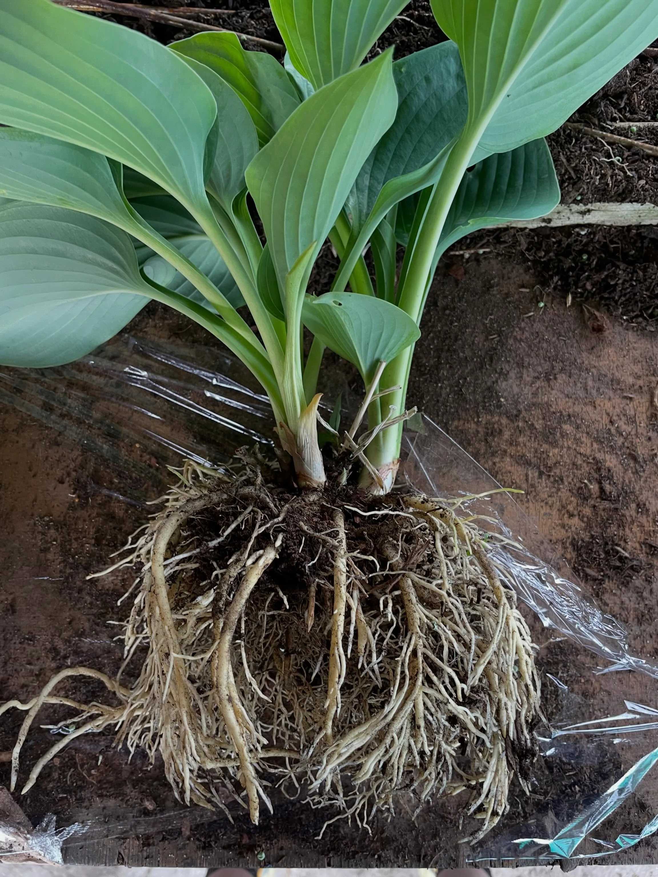 Hosta &lsquo;Empress Wu&rsquo; heading out as part of a delivery recently. What a spectacular plant. Don&rsquo;t forget you can check out our stock at www.sjhosta.uk