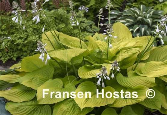 Hosta Age of Gold-photo-made-by-Walters-Gardens-5.jpg