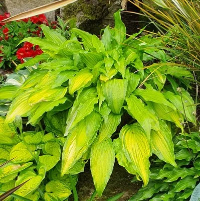 Spritzer in sun (2).jpg