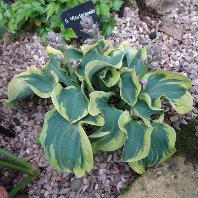 Mouse Capades (4).JPG