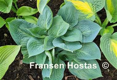 Hosta Dixie Cups-photo-made-by-LadyMary-17.jpg