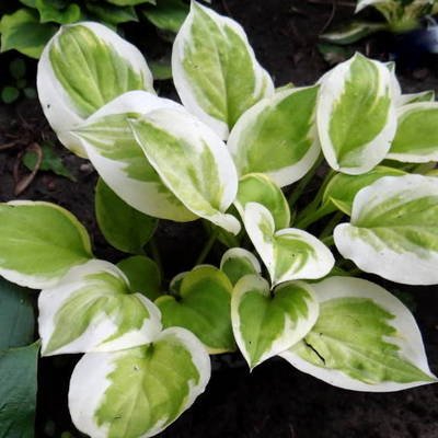 Hosta 'Heavenly Tiara'