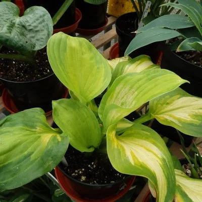 Dance with Me400.JPG