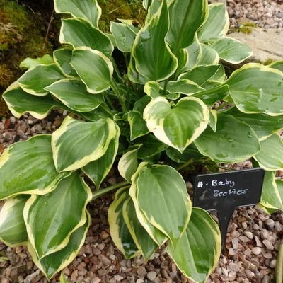 Baby Booties (2).JPG