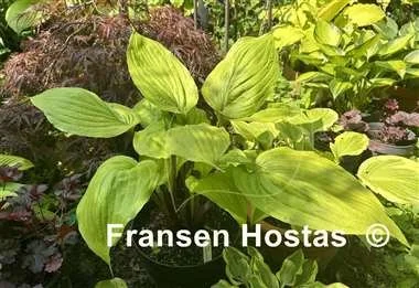Hosta German Yellow Dragon-photo-made-by-Visnja-Puzic-Wielert-11.jpg