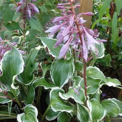 Frosted Raspberry 400.JPG