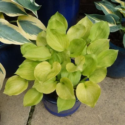 Hosta 'Amber Tiara'
