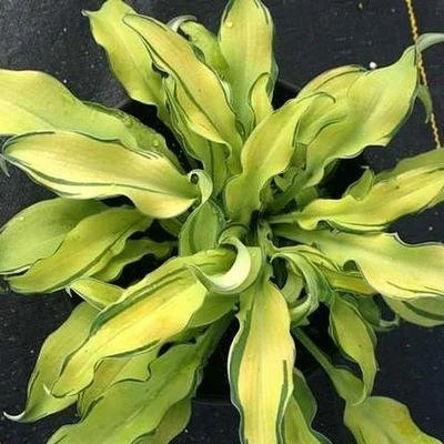Hosta 'Ripple Effect'