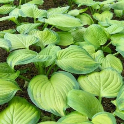 Hosta 'Guacamole'