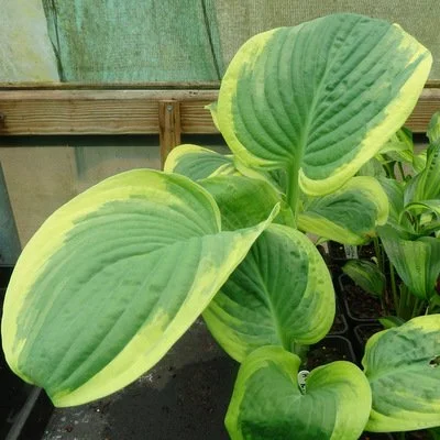 Frozen Margarita.JPG