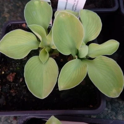 Magical Mouse Ears May 400.JPG