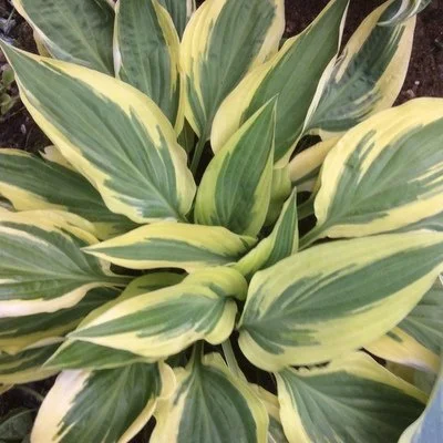 Lakeside Dragonfly (2).JPG