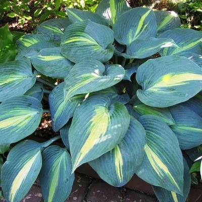 Touch-of-Class-Fransen Hostas.jpg