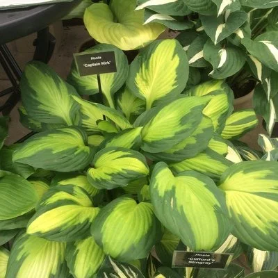 Captain Kirk (2).JPG