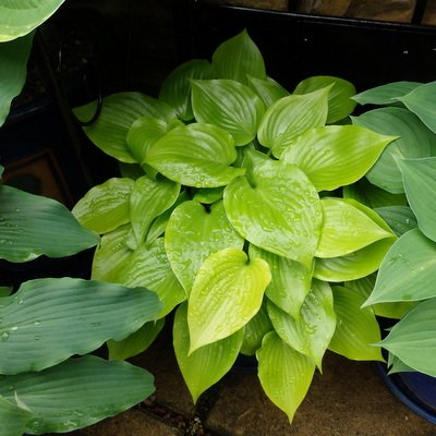 Hosta 'Appletini'
