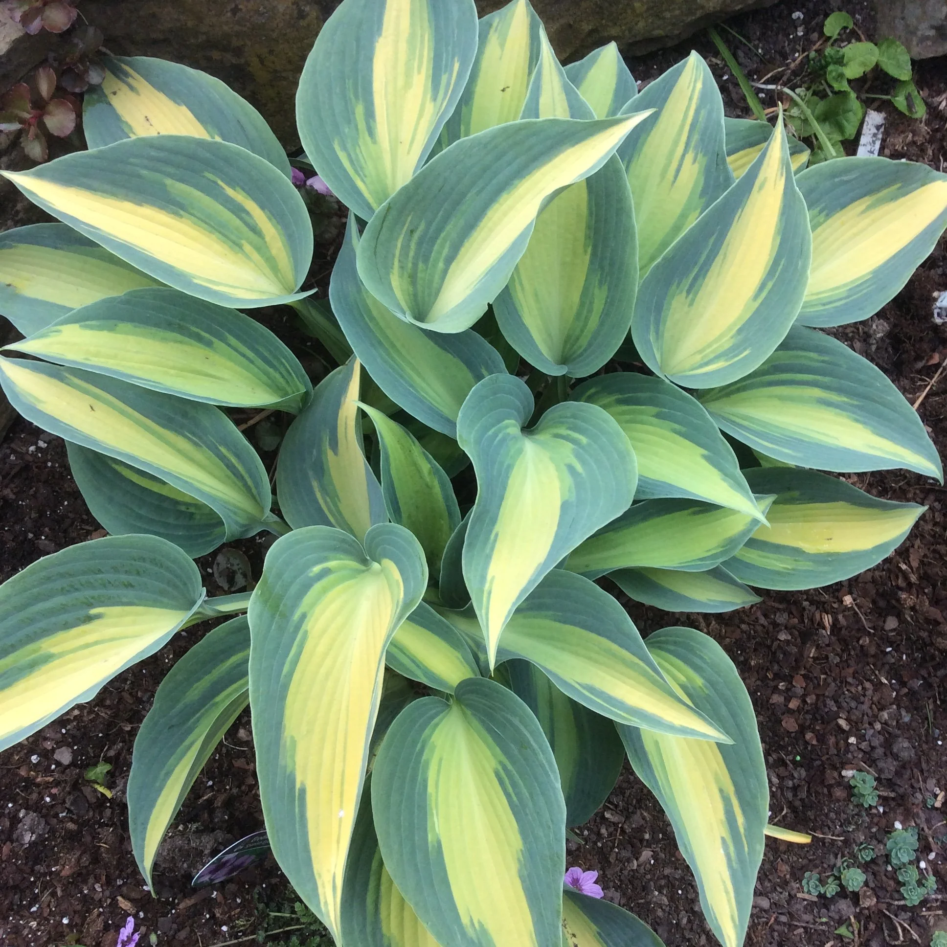 Hosta 'June' — SJHOSTA