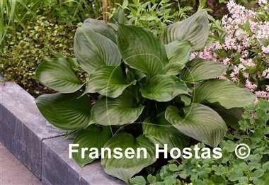 Hosta Black Onyx-photo-made-by-Heemskerk-Vaste-Planten-2.jpg
