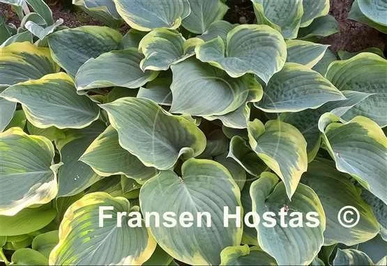 Hosta Arc de Triomphe-photo-made-by-Georg-Kordes-37.jpg